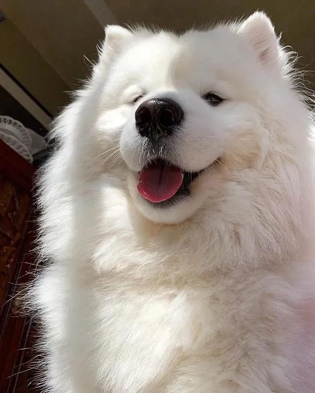 主人，这包子脸脸，你不想揉搓揉搓吗？