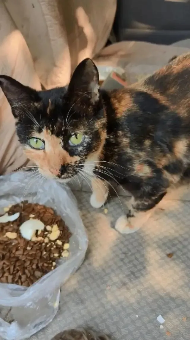 废弃汽车里传来叫声，女子凑近看清后心疼了：怎么有一群小可爱？