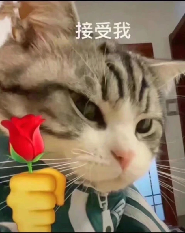 送你花花，请你接受我/猫猫表情包
