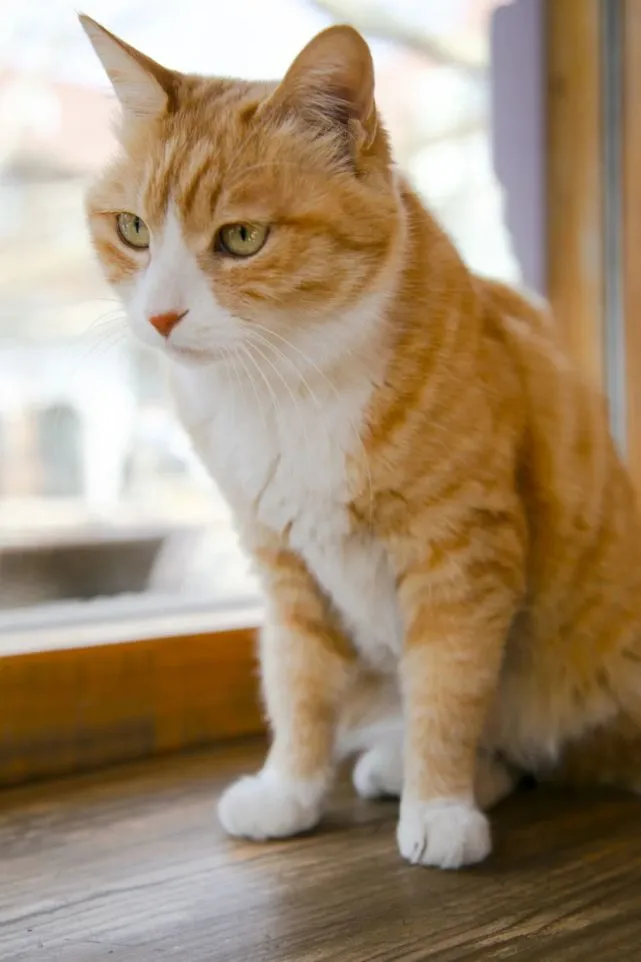 黄小仙的卦灵不灵，得看天气预报行不行