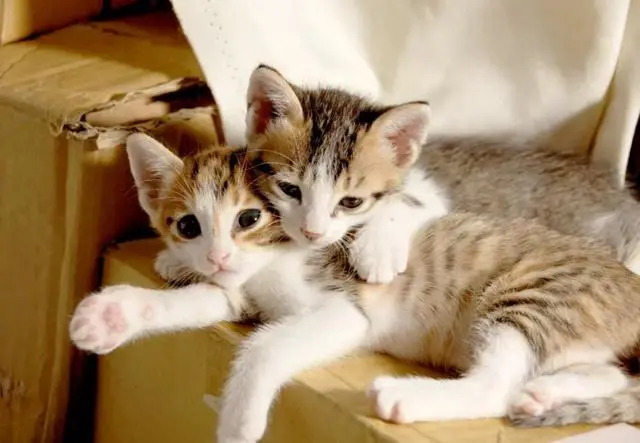 “带着猫咪相亲，猫咪却被染上病”：这些坑，铲屎官要注意