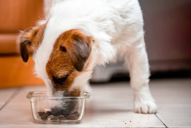 主人睡着后，狗狗做哪些事情，证明它是爱你的