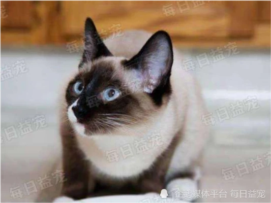 在喂猫的时候，铲屎官经常会犯的4个错误，看看你中招了吗？