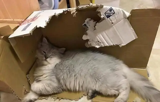 实不相瞒，猫咪睡觉的位置，透露出对主人的“信任程度”