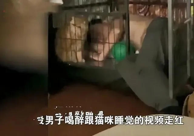 老公喝醉后睡在猫窝，把猫咪都整“语塞”了：你没有自己的床吗？