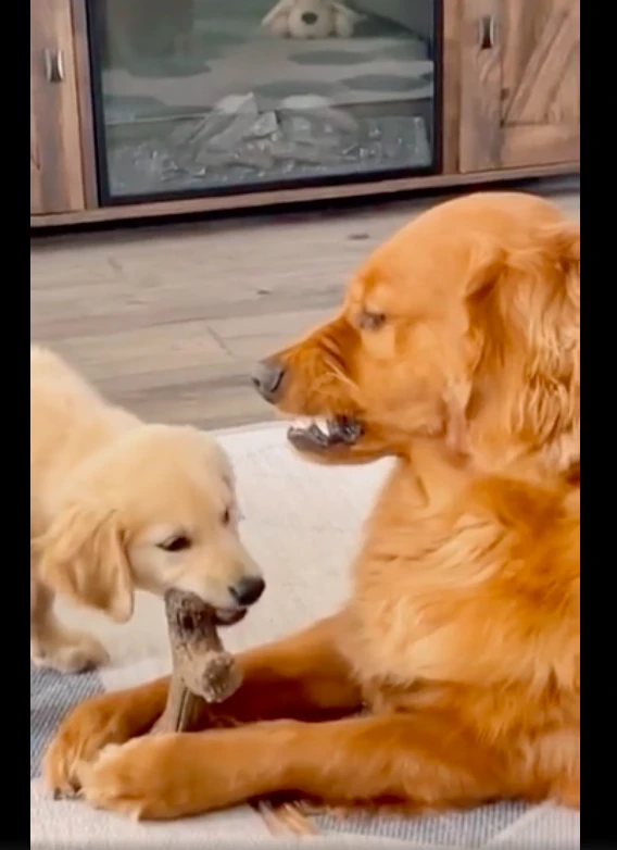 小金毛咬了它爸的玩具，大金毛牙齿都露出来凶了，感觉控制不住了