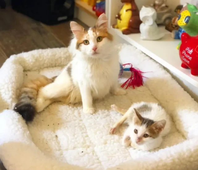 猫咪遭遗弃，又因觅食摔断腿，努力求生令人心疼，好在遇到妹纸！​