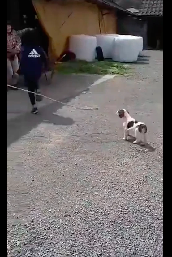 女儿想跳绳没人帮忙，于是便让狗来咬住绳子，养狗千日用狗一时啊