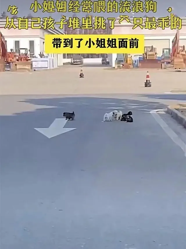 流浪狗妈妈带着6个孩子找上门，挑了1只送给女子：你，我放心