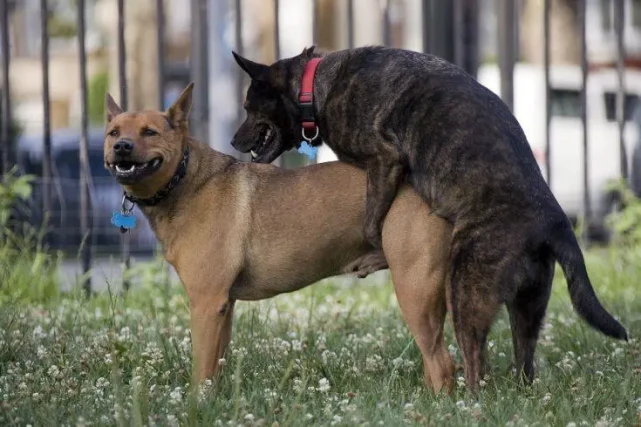 我的狗都绝育了，为什么还会做出这个动作？