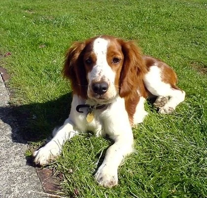 如何训练威尔斯激飞猎犬坐下别动