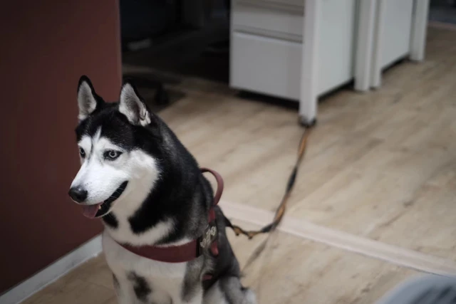 大厂员工带宠物上班之后