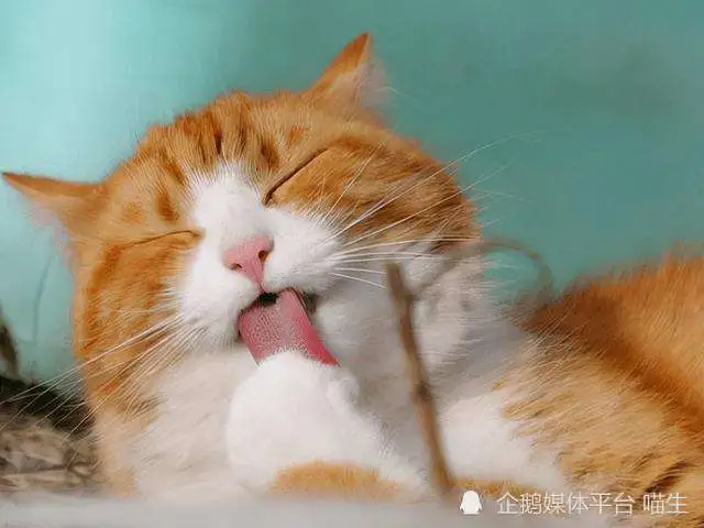 猫咪舌头上有倒刺？别小瞧这些刺，有你想不到的功能哦！