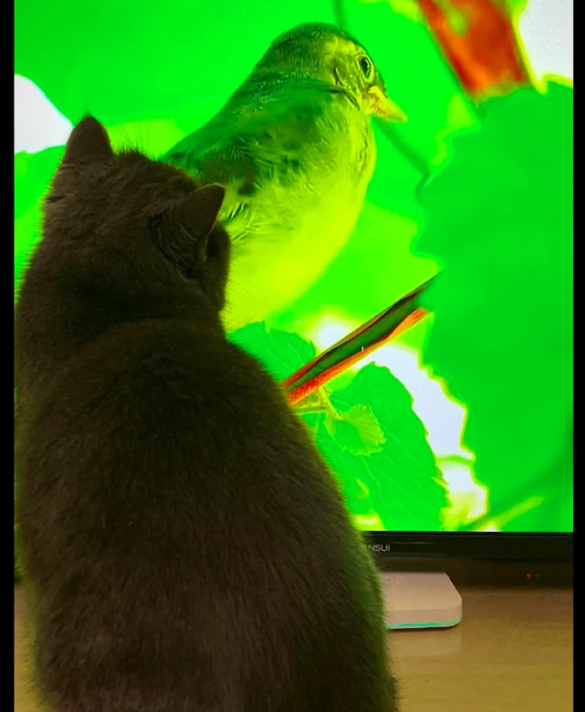 电视机里正在播动物世界，猫咪跑到跟前瞪着看，好怕它会冲上去！