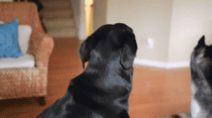 狗生病前都是好狗吗？作为铲屎官，必须知道狗传递的信号