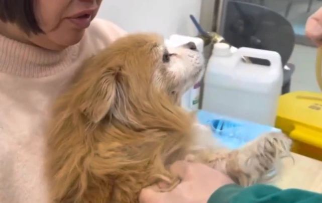 有情狗狗遇到无情主，听到主人不管它，重病狗狗在宠物医院默默流泪