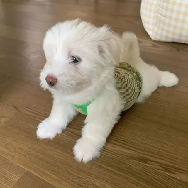 妹子领养混血狗狗遭到全家的反对，可见了本狗后……真香！