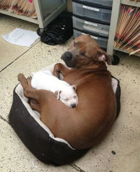 流浪狗被收养的时候，怀里还藏着一只小狗：我能带它一起走吗？