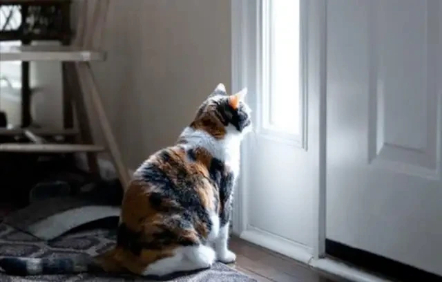 “凌晨2点，猫咪自己打开门溜走了”