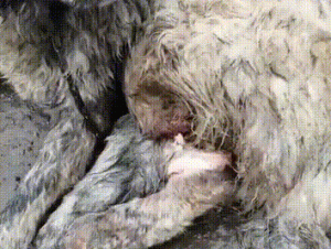 狗狗意外走丢，再回来时却遭嫌弃，只要靠近家门就被主人扔石子