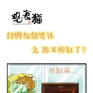 观复猫经典保留笑话之谁又掉缸了？