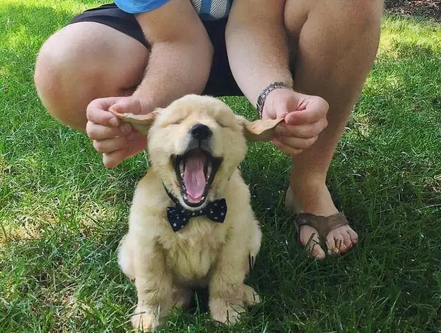 路上看见狗时的5种人，太真实了，你是哪一种？