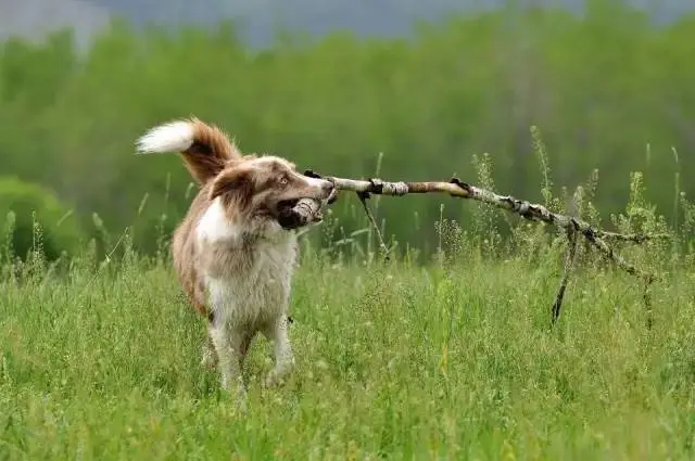 边牧专栏丨边境牧羊犬的“禁止”训练