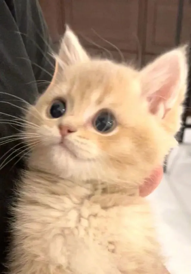 谁会拒绝修猫呢？而且它还会wink！