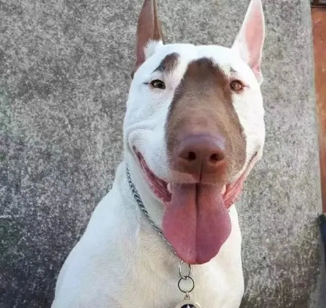 “说好的狗大18变，怎么我家狗越长越丑了啊！”