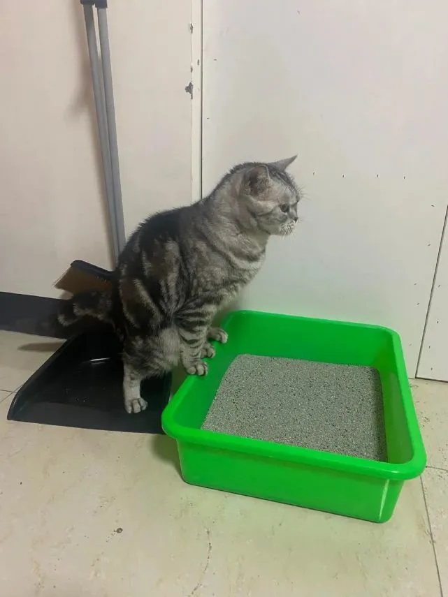 “我家猫是不是有病？在家乱拉屎…”