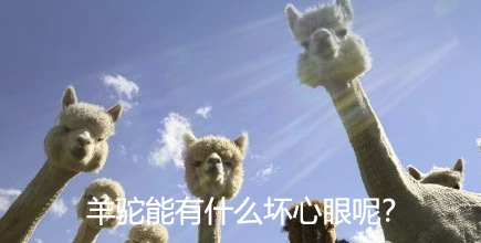 羊驼能有什么坏心眼呢？｜动物蝌学