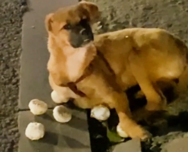 身穿红色背带，失去右耳的狗狗，遭遇意外后一直忍痛等主人，可它一直没等到