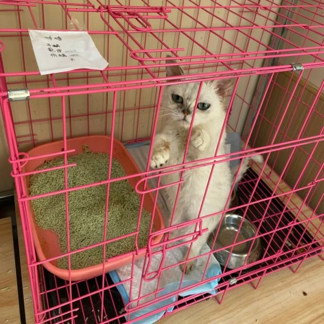 猫咪咖啡馆：可爱的生意与残酷的代价