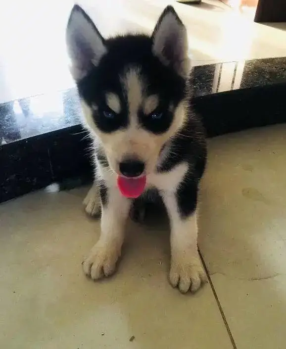 二哈买回来三天，老婆：“要么把狗送走，要么你俩一起滚”