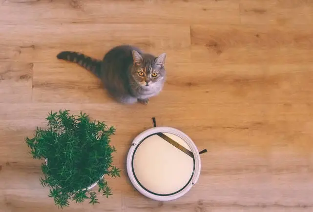 宠物经济，现代消费新势力