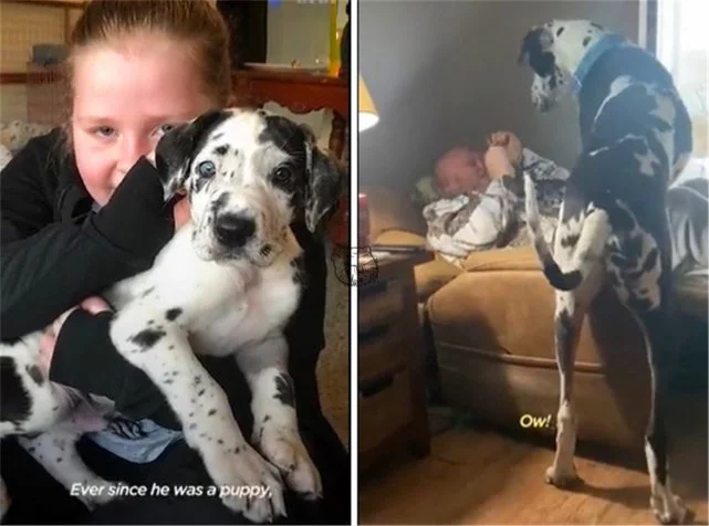 78公斤大丹犬经常忘记自己长大了，喜欢跳到主人腿上撒娇