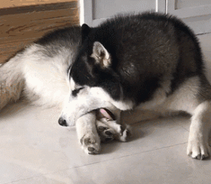 “哈士奇”吃什么狗粮牌子好？