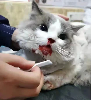 转扩！翠麓金座附近有只猫咪坠楼受伤！“主人，你在哪里？”