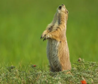 网红黑尾土拨鼠在这里冒出了头