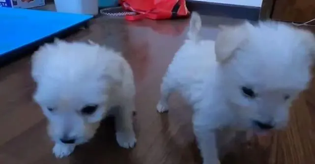 2只奶狗被抛弃在水洼里，小伙看见后果断收养：来，我带你们回家