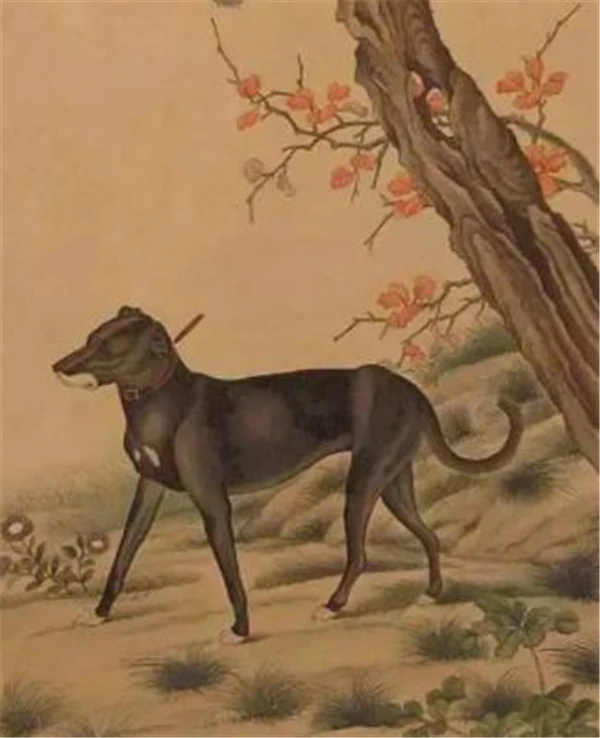 俗语“家狗窖顶往下看，必杀家狗莫怠慢”啥意思？老祖宗的智慧