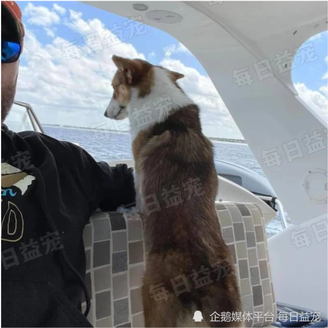 柯基坐游艇半路失踪，主人急忙靠岸寻找，小短腿靠自己游上岸了