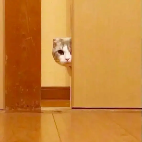 猫咪喜欢“暗中观察”，到底是什么心理？