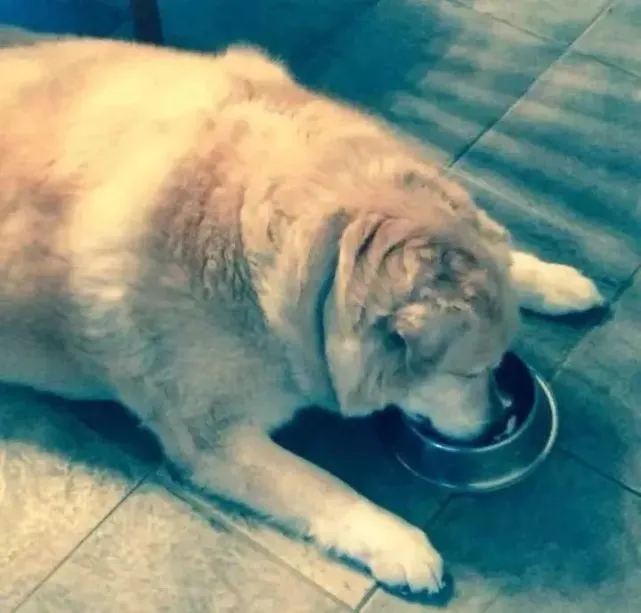 太胖被逼“安乐死”，他用180天打造“完美肉体”……