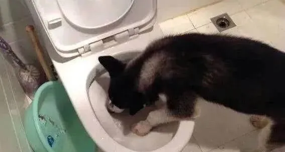 二哈每晚都要偷跑进厕所，主人悄悄跟踪，发现真相后很气愤