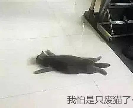 回家发现猫咪只剩猫皮，主人眉头紧皱，凑近后发现事情不简单