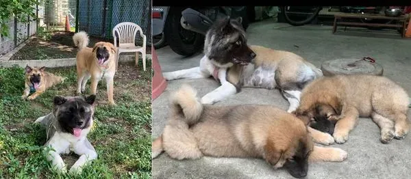 明明是个小黑猪，可一年后变大黄狗……而它妈居然还是……