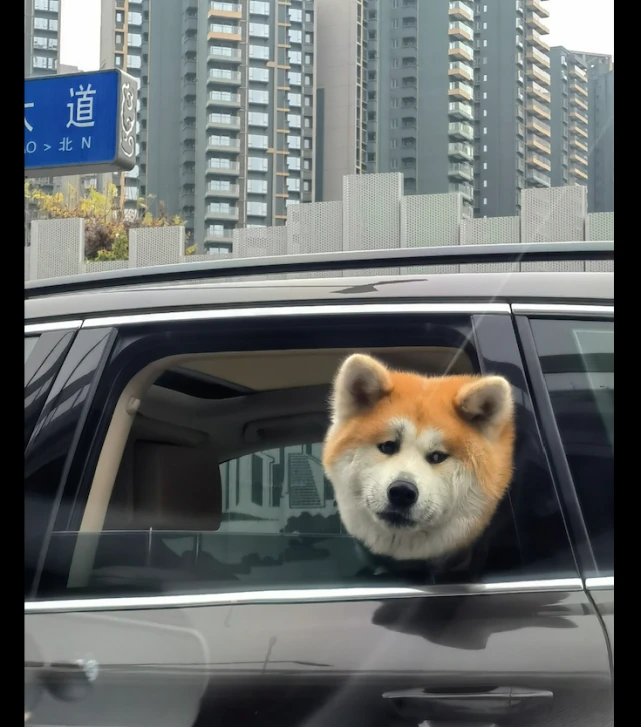 狗狗坐在汽车上面探出头，一脸的忧郁表情，这是有什么心事呀？
