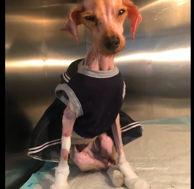 狗狗被主人遗弃后，又遭邻居们的驱赶，它却还忠诚地守在楼下等待