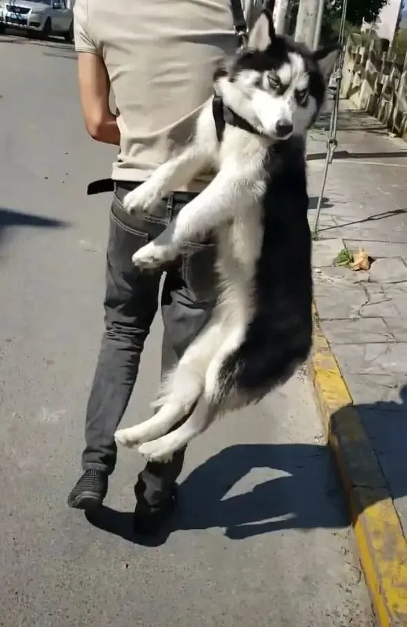 二哈耍赖不肯回家，主人抡起绳子，立马挂起狗快速走！